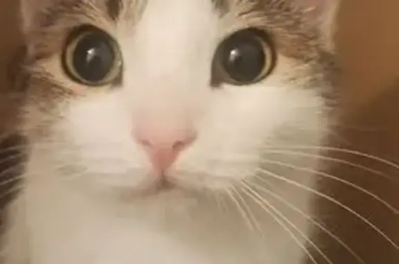 Пропала кошка, ул. Горняков, 82, Рудный - photo