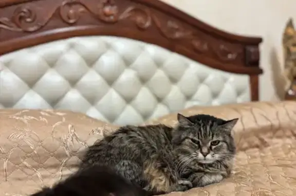 Пропала кошка, Стахановский пер. 8А