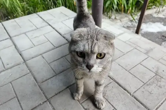 Найдена кошка, Самара, фото: Найдена кошка, Ново-Вокзальная 130, Самара