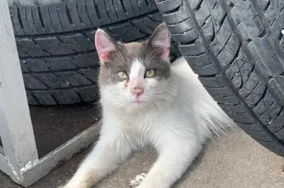 Пропала кошка, ул. Мира 2/2, Михайловка