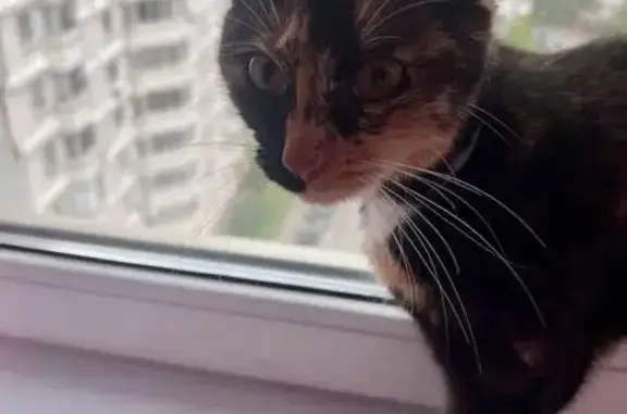 Найденные животные Москва, фото: Найдена трёхцветная кошка, Лациса 3 к1