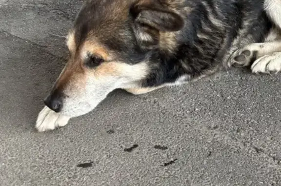 Найдена собака, Санкт-Петербург, фото: Собака найдена на Народной ул., СПб