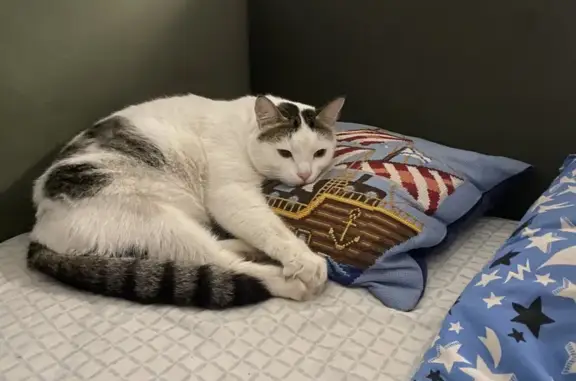 Кошки потеряшки, Архангельск, фото: Потеряшка кошка, Ленинградский пр., 61