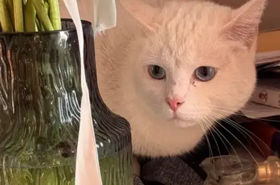Найдена кошка, Уфа, фото: Найден белый кот, Уфа, Бакалинская 36