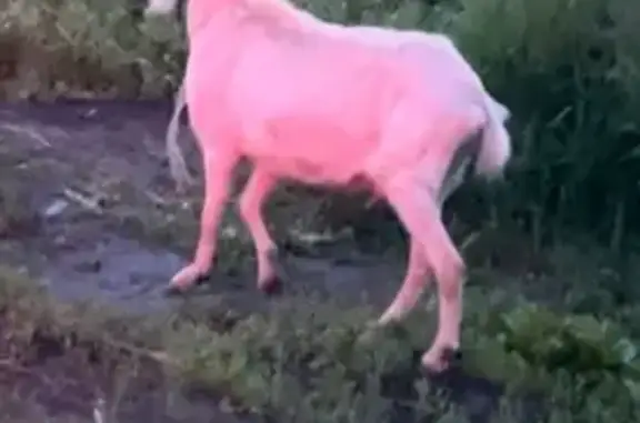 Кошка и коза в гаражах на Ивановского, Томск