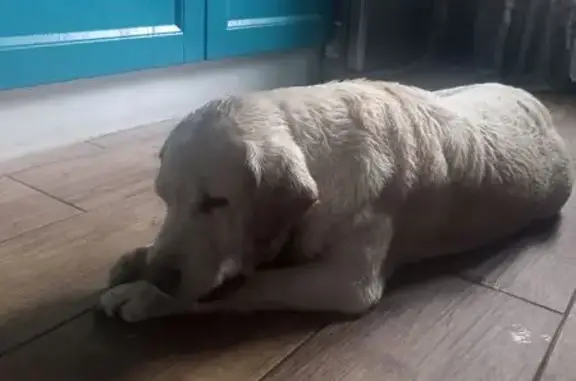 Найденные животные Калининград, фото: Лабрадор найден: Черняховского 20, Калининград