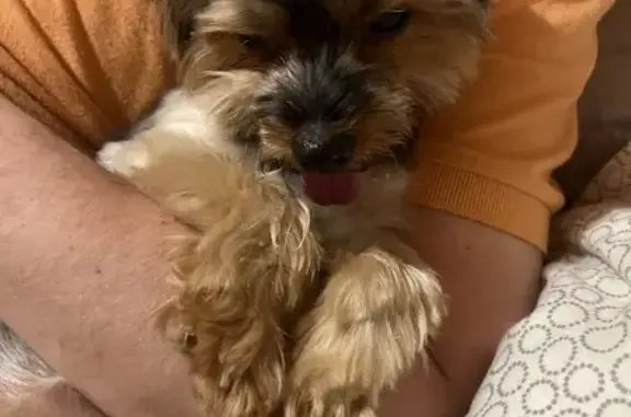 Найдена собака, Электросталь, фото: Йорк найден: ищем хозяина, 109 МО