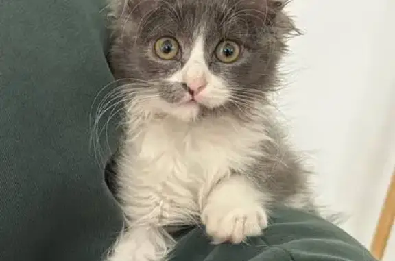 Кошки потеряшки, Тюмень, фото: Потеряшка кошка, Заречный проезд, Тюмень