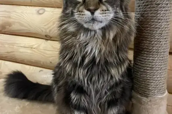 Кошки потеряшки, Кременкульское, фото: Потеряшка кошка, Благодатная ул., Кременкуль