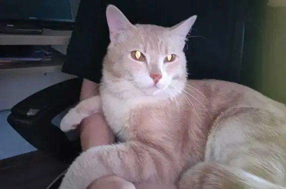 Персиковый кот найден на Новаторов, 10