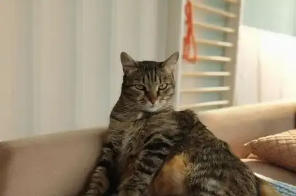 Кошки потеряшки, Рязанская область, фото: Потеряшка кошка, СНТ Рубин, Рязань