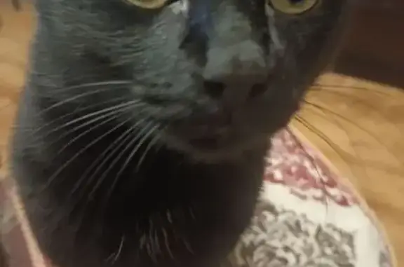 Кошки потеряшки, Тверь, фото: Потеряшка кошка, Орджоникидзе 45 к2, Тверь