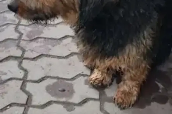 Собака с ошейником, Киевская ул., Калининград