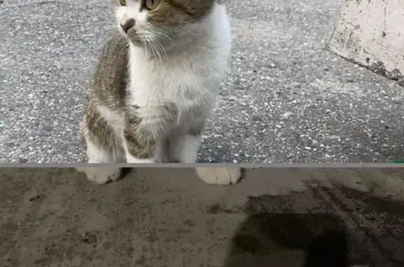 Кошка найдена, Ленина 38 к2, Чебоксары