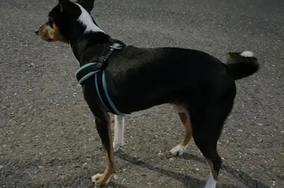 Собака найдена: ул. 500-летия Чебоксар