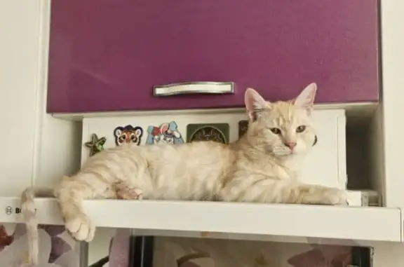 Пропала кошка, Кузнечики, д. 4