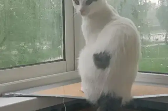 Кошки потеряшки, Архангельск, фото: Потеряшка кошка, Ленинградский пр., 265