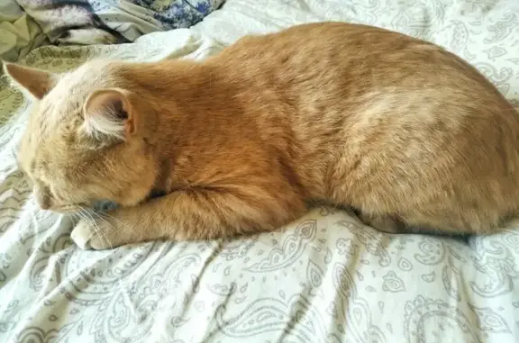 Кот найден на Орджоникидзе, 8, Тольятти