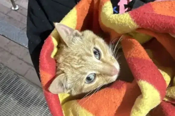 Найдена кошка, Орехово-Зуево, фото: Кошка найдена: Парковская, 20, Орехово-Зуево