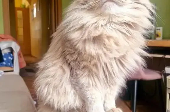 Кошки потеряшки, Иваново, фото: Потеряшка кошка, ул. Красных Зорь, Иваново