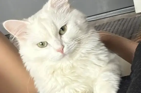 Кошки потеряшки, Чебоксары, фото: Потеряшка белая кошка, Хузангая 6 к2