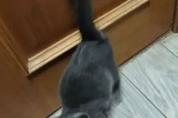 Найдена дымчатая кошка, ул. Мичуринская