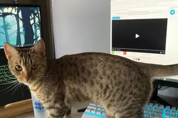 Кошки потеряшки, Петра Дубрава, фото: Потеряшка кошка Муся, Садовая 22А