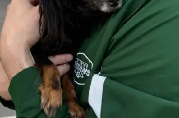 Найден русский той, Октябрьская наб., 34 к4