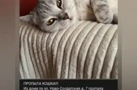 Пропала кошка, Ново-Солдатская 7, Волоколамск