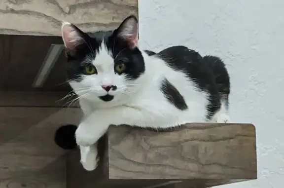 Кошки потеряшки, Чапаевка, фото: Потеряшка кот на Магистральной в Чапаевке