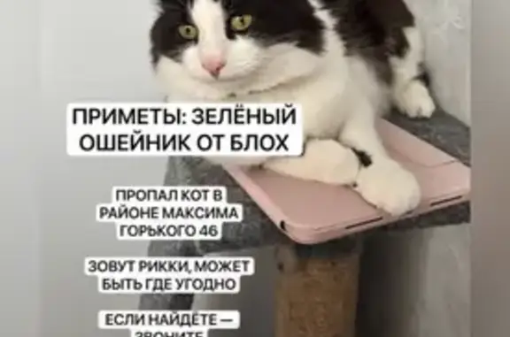 Пропала кошка, Уфа, ул. Горького, 46