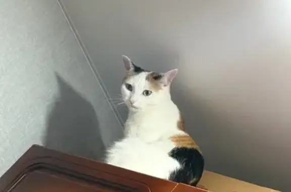 Кошки потеряшки, Чебоксары, фото: Потеряшка кошка, ул. Энтузиастов, Чебоксары