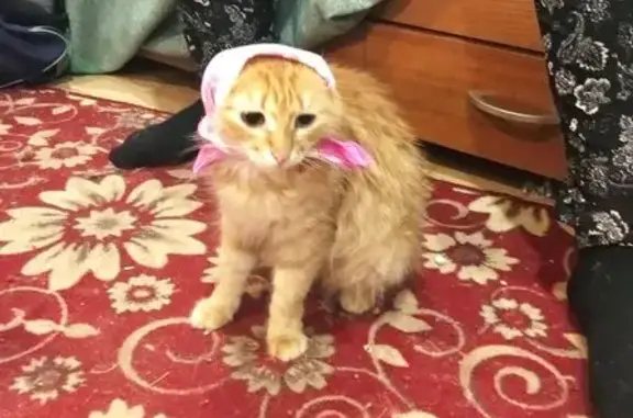 Кошки потеряшки, Нижний Новгород, фото: Потеряшка кошка, ул. Бекетова, 4В, НН