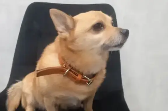 Найдена собака, ул. Космонавтов 14, Ярославль