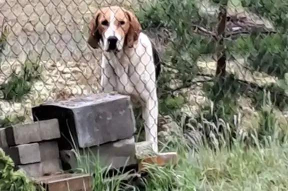 Найдена собака, Сосно, фото: Появился пес в Сосно, Псковская обл.