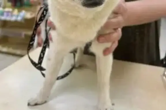 Собака найдена: Казань, Татарстан