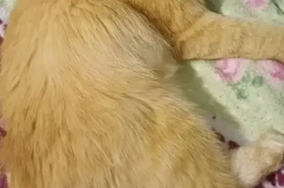 Кошка найдена на Волжском проспекте, Энгельс