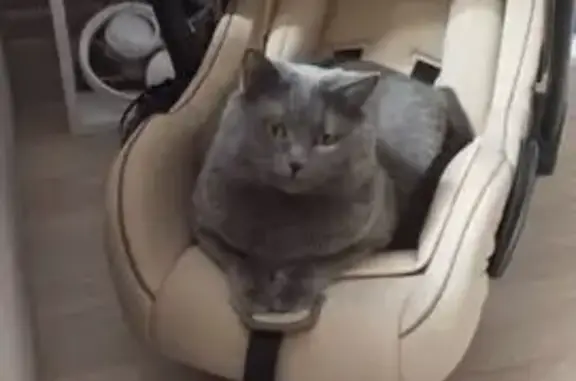 Кошки потеряшки, Саратов, фото: Потеряшка кошка, 8-й Новоузенский пр., 10