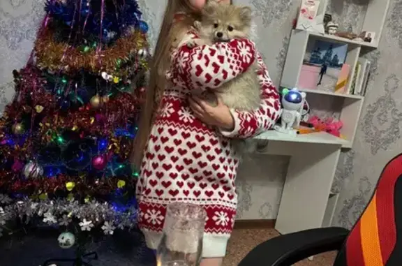 Пропала собака, хромает - Чита, ул. 8