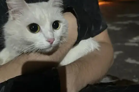 Найденные животные Москва, фото: Кошка найдена на Паршина, 35 к1, Москва