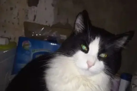 Кошки потеряшки, Псков, фото: Потеряшка кошка, Псков, Подвишенская 9