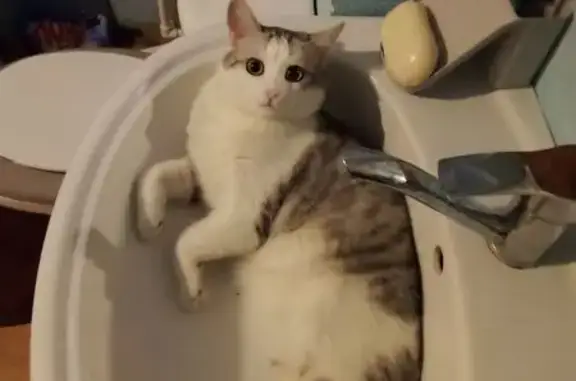 Кошки потеряшки, , фото: Потеряшка кошка, ул. Хренникова, 1, Липецк