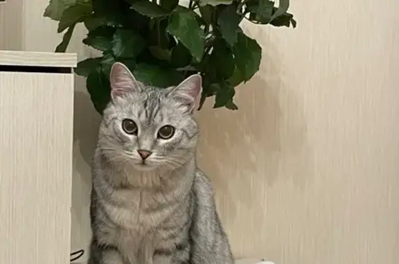 Пропала кошка, ул. Семёновых, 67