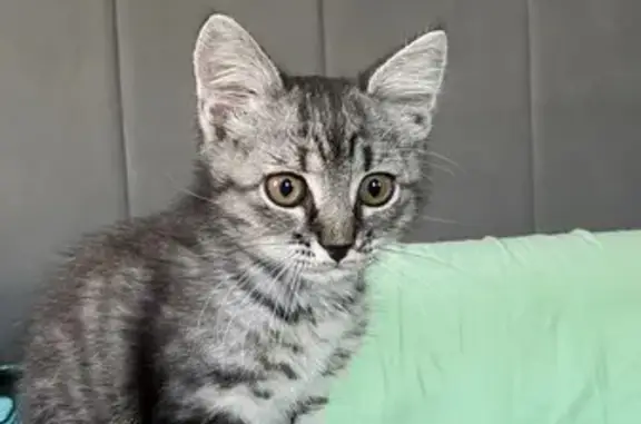 Кошка найдена: пр. Гагарина, 33/2, Оренбург