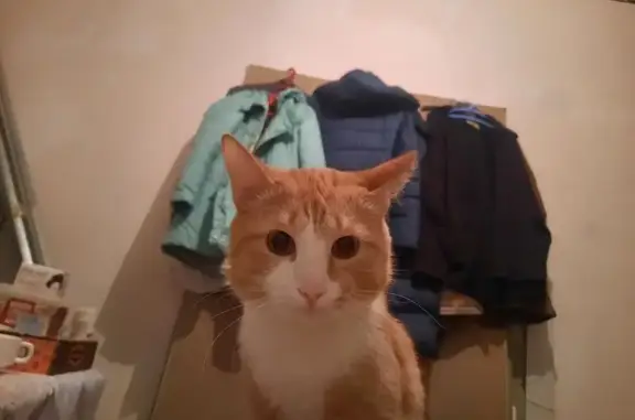 Кошки потеряшки, Астана, фото: Потеряшка кошка на Коммунальном пляже, Астана