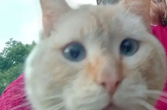 Найдена белая кошка, б-р 9 Января, 92