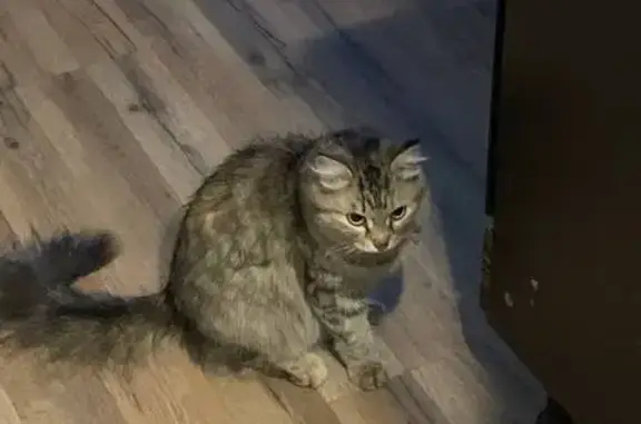 Найдена кошка, Новосибирск, фото: Найдена кошка, Тульская ул. 80, НСК