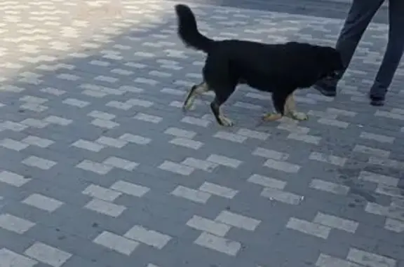 Собака найдена: пр. Победы, 65А, Липецк