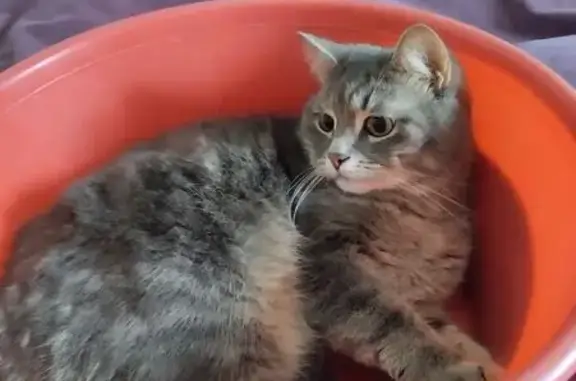 Пропала кошка, Кохомское шоссе 25