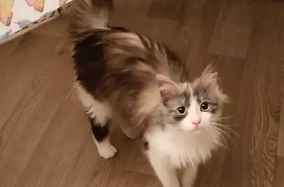 Кошки потеряшки, Ульяновка, фото: Потеряшка кошка, Черниговская 10, Ульяновка